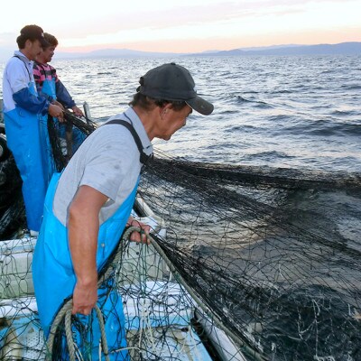 豊後別府湾生しらす5袋セット 計500g 国産 添加物不使用