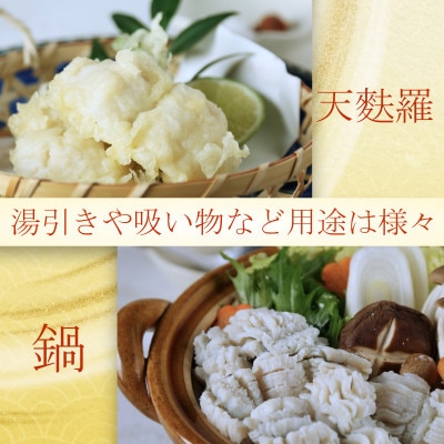 大分県産活じめ鱧(はも)1本物 骨切り切身 たっぷり 1000g