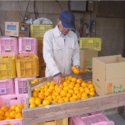 【数量限定】阿部農園の田口早生 約10kg