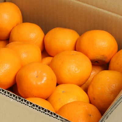 【先行受付】【数量限定】阿部農園のはるみ 約6kg