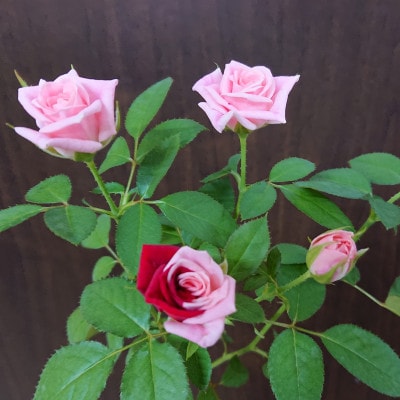 『天使のバラ』薔薇だけの自立型花束(ピンク系)