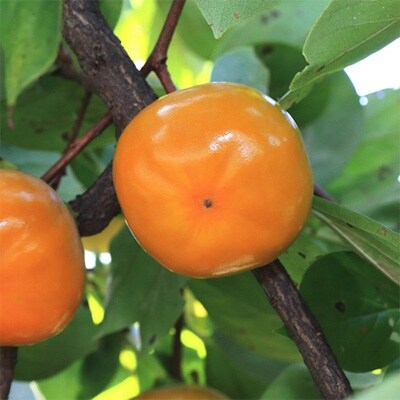 【秋の美味】【紀の川市特産】 和歌山柿 濃厚!紀ノ川柿 12~18玉入り