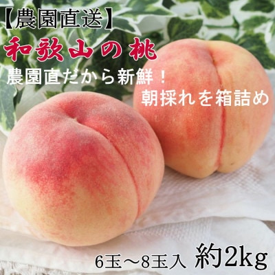 【農園直送】朝採れの和歌山の桃　約2kg・秀品　2026年度発送分