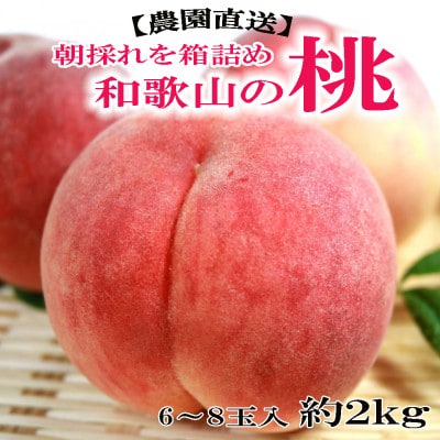 【農園直送】朝採れの和歌山の桃　約2kg・秀品　2026年度発送分