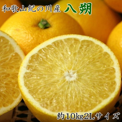 【2026年発送】【産直】和歌山紀の川の八朔約10kg(2Lサイズ・秀品)