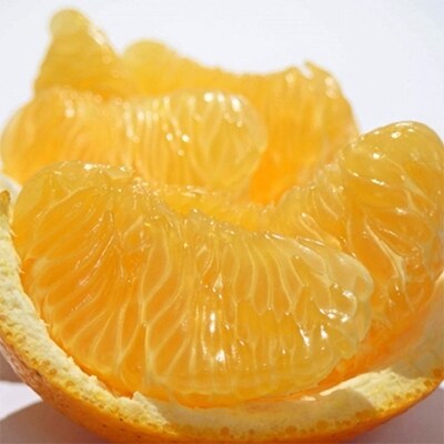 【2026年発送】 【産直】和歌山紀の川の八朔約5kg(Mサイズ・秀品)