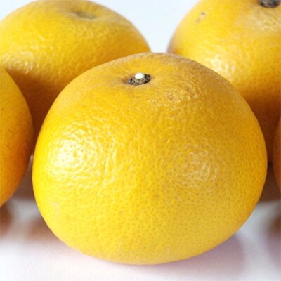 【2026年発送】 【産直】和歌山紀の川の八朔約5kg(Mサイズ・秀品)