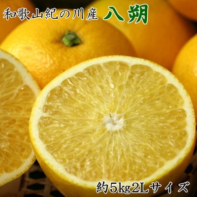 【2024年発送】【産直】和歌山紀の川の八朔約5kg(2Lサイズ・秀品)