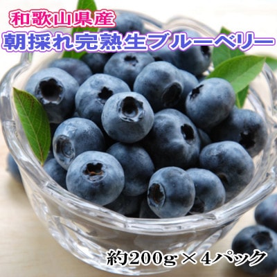 和歌山の朝採れ完熟生ブルーベリー約800g(約200g×4パック)(紀の川市)