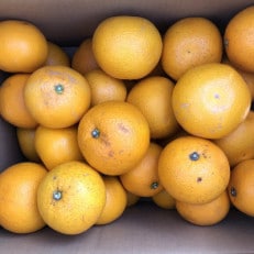【訳あり・ご家庭用】和歌山紀の川の八朔約10kg(サイズ混合)