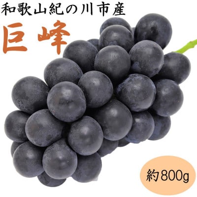 【産地直送】和歌山県産紀の川の巨峰約800g