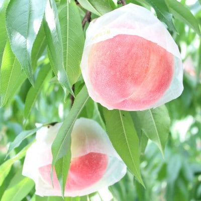≪産直・和歌山の特産品≫和歌山の桃　約3kg・秀品　2025年度発送分
