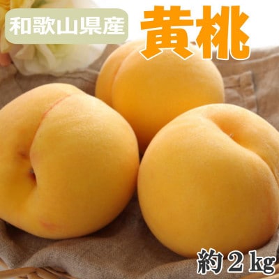 【数量限定】人気の和歌山県産黄桃(つきあかり)約2kg　秀品　2025年度発送分