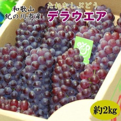 和歌山県産たねなしぶどう「デラウエア」約2kg【2025年度発送分】