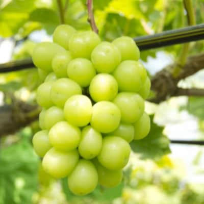 【数量限定】和歌山県産大房シャインマスカット2房入り(1房650g×2房)
