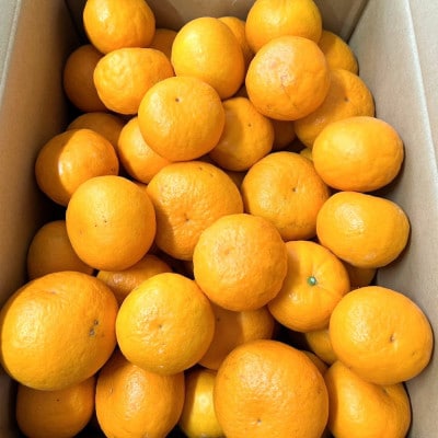 【希少柑橘】はれひめみかん約2.5kg(サイズ混合　ご家庭用)(紀の川市)
