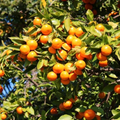 和歌山県産小玉みかん約2kg(2S・3S混合)
