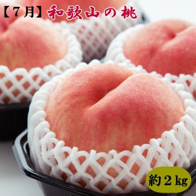 【発送月固定定期便】和歌山の夏の人気フルーツ(桃・梨・いちじく)定期便全3回