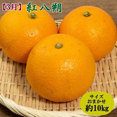 【発送月固定定期便】和歌山の旬のフルーツ定期便(紀の川柿・キウイ・紅八朔)全3回
