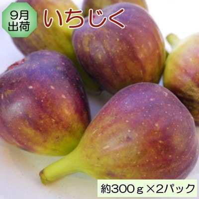 【発送月固定定期便】和歌山の旬のフルーツ(いちご・いちじく・みかん・キウイ)定期便全4回