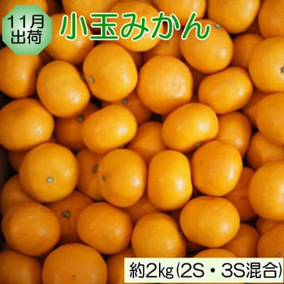 【発送月固定定期便】和歌山の旬のフルーツ(いちご・いちじく・みかん・キウイ)定期便全4回