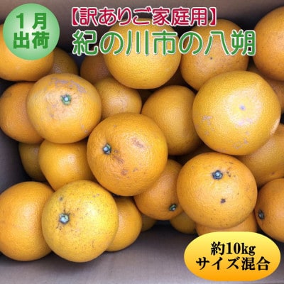 【発送月固定定期便】和歌山の春の柑橘(八朔・清見オレンジ・はるみみかん)定期便全3回
