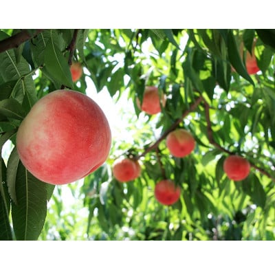 満天桃(MANTEN-NO-MOMO)3玉入《数量限定》