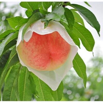 【2020年7月上旬以降出荷】和歌山県産 白鳳 約2kg 赤秀≪贈答用にも≫