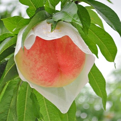 21年7月上旬以降発送 和歌山県産 白鳳 約4kg ご家庭用 お礼品詳細 ふるさと納税なら さとふる 21年7月上旬以降発送 和歌山県産 白鳳 約4kg ご家庭用 お礼品詳細 ふるさと納税なら さとふる
