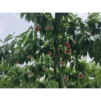 和歌山県紀の川市桃山町で栽培した　あら川の桃　ご家庭用　約1.5kg(4～7玉入り)