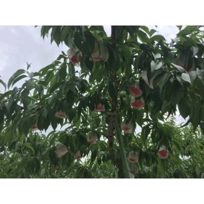 和歌山県紀の川市桃山町で栽培した　あら川の桃　ご家庭用　約2kg　(6～9玉入り)