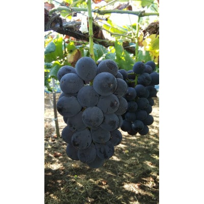 生産農家直送　種なし巨峰　8月上旬頃から順次発送　3房～4房入り1.5kg以上