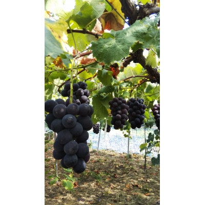 生産農家直送　種なし巨峰　8月上旬頃から順次発送　3房～4房入り1.5kg以上