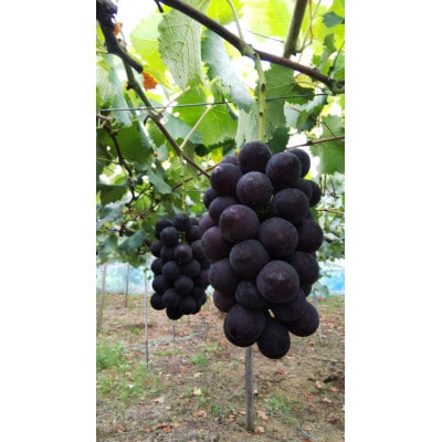 生産農家直送　種なし巨峰　8月上旬頃から順次発送　3房～4房入り1.5kg以上