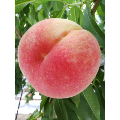 【2026年6月下旬頃より順次発送】桃農家直送　旬の味をお届け　約2kg以上6個～8個