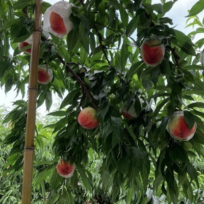 【2026年6月下旬頃より順次発送】桃農家直送　旬の味をお届け　約2kg以上6個～8個