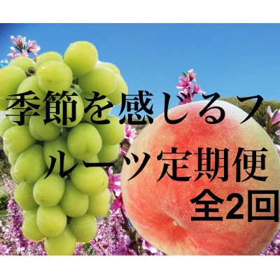 【発送月固定定期便】季節を感じる　訳あり桃【約2Kg】とシャインマスカット【約600g2房入】全2回