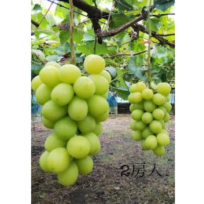 【発送月固定定期便】季節を感じる　訳あり桃【約2Kg】とシャインマスカット【約600g2房入】全2回