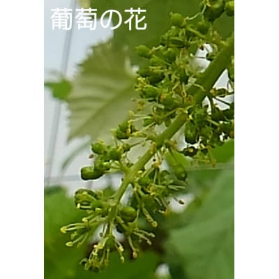 【発送月固定定期便】季節を感じる　訳あり桃【約2Kg】とシャインマスカット【約600g2房入】全2回