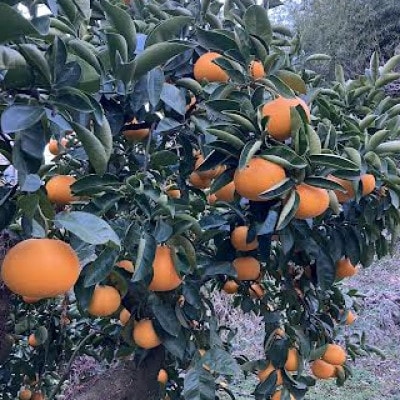 【発送月固定定期便】冬の定番　早生温州みかん5Kg　八朔5Kg　全2回