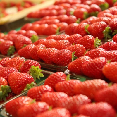 まりひめ いちご ご家庭向け