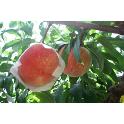 【産直】温室育ちの「あら川の桃」(白鳳)　秀品　約1kg(5玉入り)
