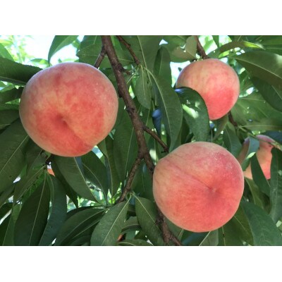 【6月下旬～7月上旬出荷】和歌山県産　あら川の桃　1箱 (約3kg(6～10個入り)秀品)