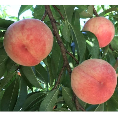 7月中旬～8月上旬出荷】和歌山県産 あら川の桃 1箱 (約2kg(5〜6