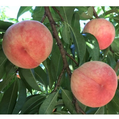 【6月下旬～7月上旬出荷】和歌山県産　あら川の桃　1箱 (約3kg(6～10個入り)秀品)