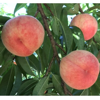 【7月中旬～8月上旬出荷】和歌山県産　あら川の桃　1箱 (約3kg(6～10個入り)秀品)