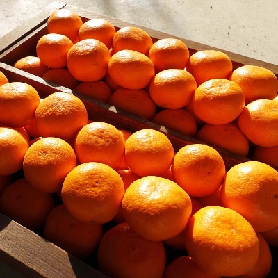 冬のみかん　コイコク(恋い告)　10kg(箱込み)