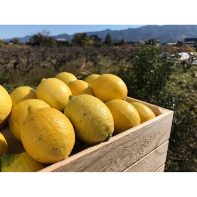 【果皮も安心】やさしい黒潮檸檬 2kg　節減対象農薬:当地比約75%減