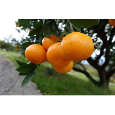 紀州ピュアみかん100　10kg(箱込み)