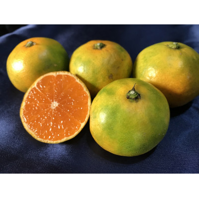 樹熟緑黄色ミカン【アオアマ(蒼甘YN)】2kg(箱込み)